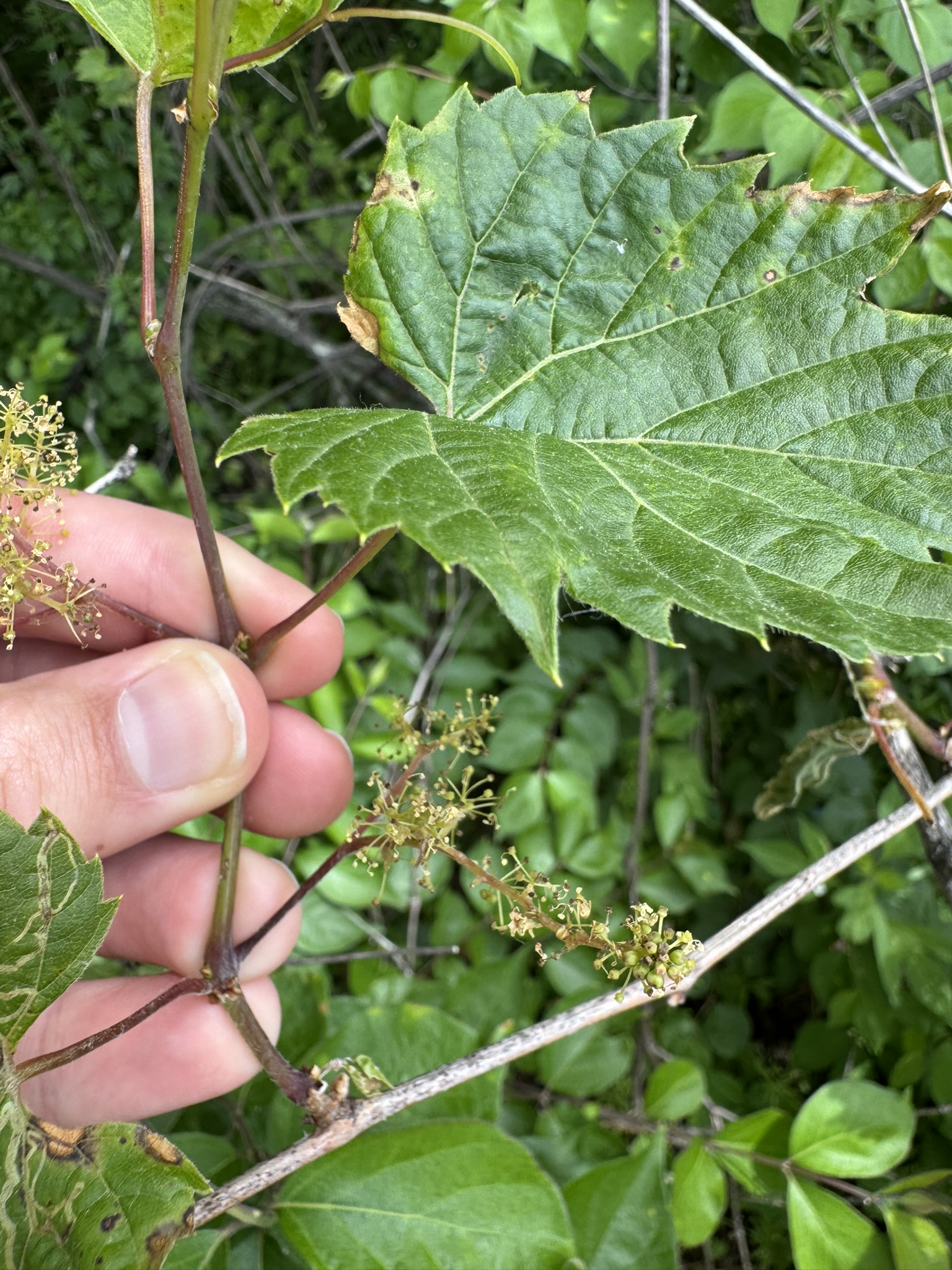 Wild grape bloom